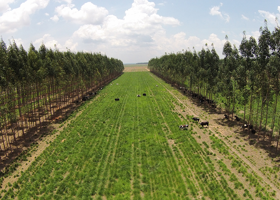Foto de Plantação